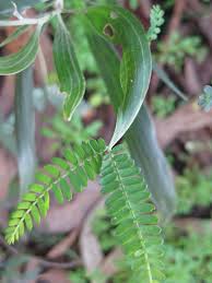 Image result for Acacia melanoxylon