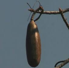 Image result for Entandrophragma caudatum