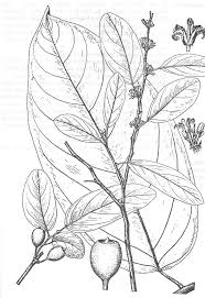 Image result for Strombosia scheffleri