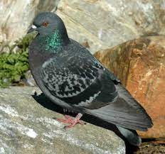 Rock Pigeons Diamond Dove Home Page