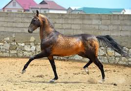 Clouded pencil drawing of an american mustang horse. For The Love Of Horses Shahid Akhal Teke Stallion