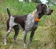 All list of different dogs breeds: Pin On Dogs