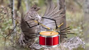 Did you know that today is National Drummer's Day? We would like to  highlight a species at Oregon Caves that drums. The ruffed grouse  compresses the air underneath its wings to create