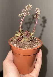 Image result for Crassula capitella