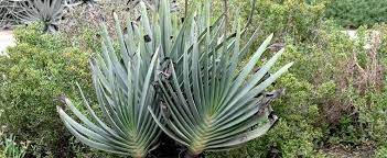 We did not find results for: Aloe Species Fan Aloe Kumara Plicatilis