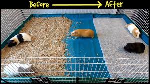 Jul 05, 2021 · 14 inches high sides provide for secure and convenient access to guinea pigs; Guinea Pig Cage Makeover Fleece Bedding Is Back Youtube