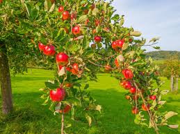 Espalier is a method of training trees to grow in a flat, even shape. Master Gardeners How To Prune Your Fruit Trees For Success Master Gardener Napavalleyregister Com