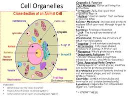 The Twelve Days Of Middle School Science Day 1 Cell Theory Structure Organelles Functions Processes Ppt Download