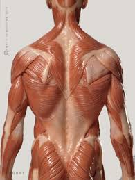 Anatomy 3d atlas allows you to study human anatomy in an easy and interactive way. Anatomytools Com Anatomy For Artists Human Body Anatomy Human Anatomy For Artists