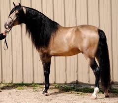 Crown's ace of pearl is a 9 yr old cremello stallion. Chateubriant Do Passagarda Lusitano Horses Andalusian Horse Lusitano Horse