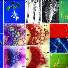 The model allows for fitting of the visible cell length using the experimental cell length distribution along the longitudinal axis of a wheat leaf epidermis. Pdf Characterizing Visible And Invisible Cell Wall Mutant Phenotypes