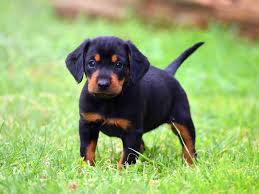 Image result for slovenský kopov