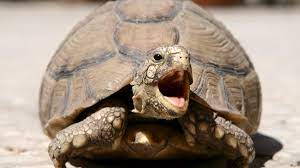 Wie wird das terrarium von schildkröten.1.1.2. Haustierinfo Landschildkroten Zdftivi