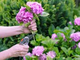 Maybe you would like to learn more about one of these? Keeping Hydrangeas Fresh Dipping Cut Hydrangeas In Boiling Water Or Alum