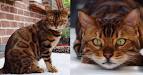 Bengal Kittens For Sale by Reputable Breeders | Pets4You