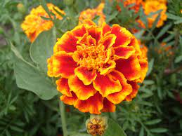 Pin On Gardening