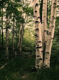 845 likes · 2 talking about this · 1,071 were here. Birch Aspen Trees Tree Forest Trees