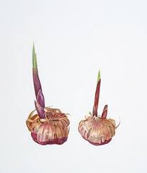 Remember to add two inches of soil before you start planting the bulbs. Gladioli Bulbs Organic Compost