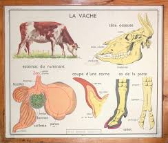 Anatomie Animaux Vintage Affiche Scolaire Double Face Etsy School Posters French School Vintage Posters