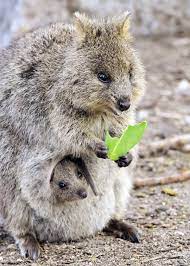 See more ideas about quokka, cute animals, animals beautiful. 50 Quokka Facts Smiling Baby Flinging Selfie Kings Quokka Animal Quokka Quokka Baby