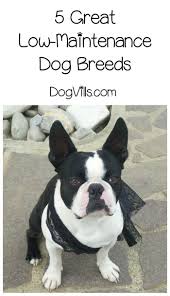 5 Low Maintenance Dog Breeds For Busy Families Low Maintenance Dog Breeds Dog Breeds Cute Dogs Breeds