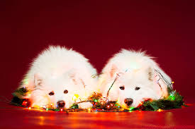 Looking for a pet photographer? I Took Christmas Themed Dog Portraits To Wish You Happy Holidays Bored Panda