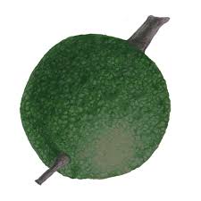 Image result for Pentadiplandra