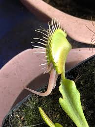 Image result for Pavetta gerstneri