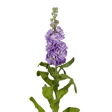 Image result for Matthiola