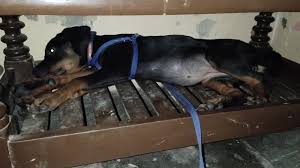 Profile for Jenny The Rottweiler