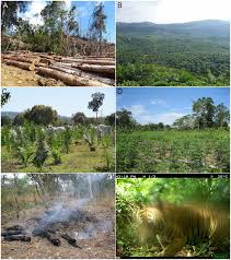Habitat loss—due to destruction, fragmentation, or degradation of habitat—is the primary threat to the survival of wildlife in the united states. Global Biodiversity Loss From Tropical Deforestation Pnas