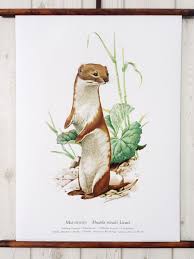 Vintage Schaubilder Vintage Rollkarte Schulwandkarte Wiesel 50x72 Loft Ein Designerstuck Von Maisondora Bei Dawanda Vintage Dawanda Bilder