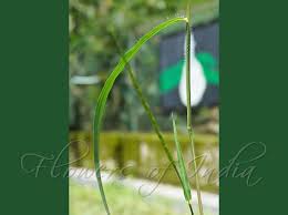 Image result for Rottboellia cochinchinensis