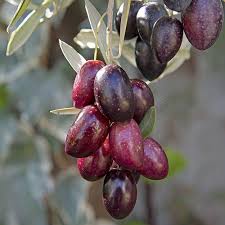 Aceitunas Detalle Spanish Olive Oil Olive Oil And Vinegar Olive Oil