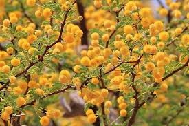 Image result for Acacia erioloba