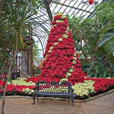 Winter Wedding Ideas Poinsettia Tree Birmingham Botanical Gardens Botanical Gardens