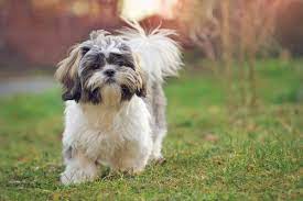 How Big Do Shih Tzus Get Puppy Growth Chart And Faq