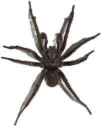 Spider Png Image Png Image Spider Png Spider Spider Pictures