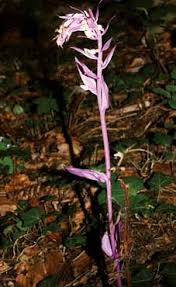 Image result for Holothrix nyasae