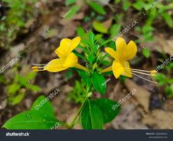 Image result for Barleria randii