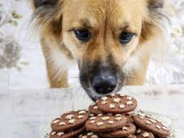 Maybe you would like to learn more about one of these? Is White Chocolate Bad For Dogs Can Dogs Eat White Chocolate Vets Now