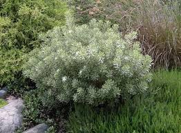 All it takes is a few annuals, hanging baskets, or flowering perennials. Daphne Burkwoodi Carol Mackie Daphne Zone 4 3 4 Ft Tall X 4 Ft Wide Blooms Pink Mid Spring Shrubs For Landscaping Small Evergreen Shrubs Garden Shrubs