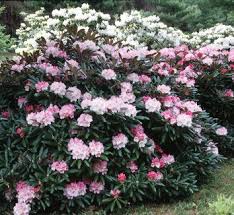 Rhododendron Yakushimanum Pink Parasol Rhododendron Pink Parasol Rhododendron Plants Garden Planning
