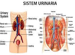 Mulai dari bagian yang terluar, hingga bagian yang. Sistem Urinaria Sumber Informasi