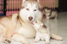 How Will The Male Dog React To The Newborn Puppies Cuteness
