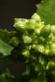 Image result for Blumea axillaris