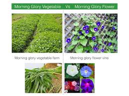 Consider the following points 1. Morning Glory Water Spinach Stir Fry My Weekend Kitchen