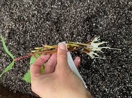 Image result for grapevine cuttings