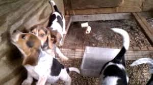 We did not find results for: Bluetick Hound Beagle Mix Bluetick Beagle Shop For Your Cause
