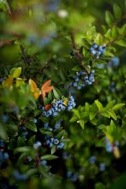 There are many different varieties of blueberry plants (vaccinium) that produce well in. Blueberry Bush Pictures Download Free Images On Unsplash